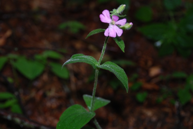 Silene dioica (Caryophyllaceae)